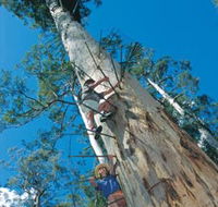 Dave Evans Bicentennial Tree - Holiday Adelaide