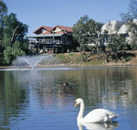 White Swans - Holiday Adelaide