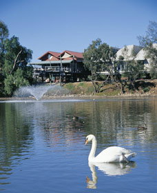 White Swans - Holiday Adelaide 0