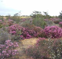 Reynoldson's Flora Reserve - Holiday Adelaide
