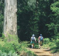 Gloucester Tree - Holiday Adelaide