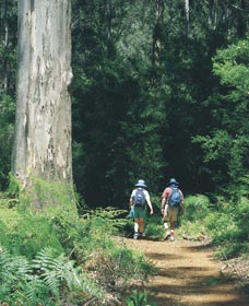 Gloucester Tree - Holiday Adelaide 0