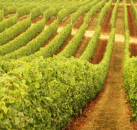 Darlington Estate Winery and Restaurant - Holiday Adelaide