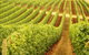 MadFish Wines Denmark - thumb 0