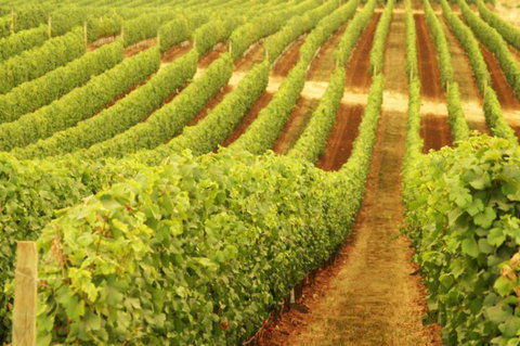 MadFish Wines Denmark - Holiday Adelaide 0