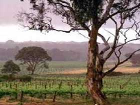 Yangarra Estate Vineyard - Holiday Adelaide 0