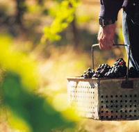 Burge Family Winemakers - Holiday Adelaide