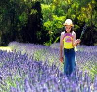 Brayfield Park Lavender Farm - Holiday Adelaide