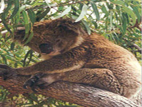 Mikkira Station - Holiday Adelaide 0