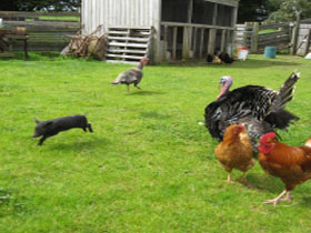 Echo Farm - Holiday Adelaide 0