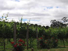 Manyara Vineyard - Holiday Adelaide 0