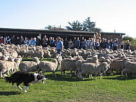 Curringa Farm - Accommodation And Farm Tours - Holiday Adelaide 0