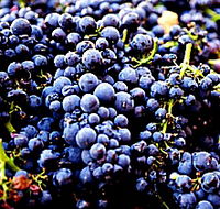 Laurel Bank Vineyard - Holiday Adelaide