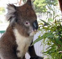 Glen-Forest Tourist Park - Holiday Adelaide