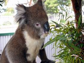 Glen-Forest Tourist Park - Holiday Adelaide 0