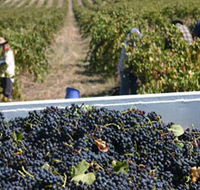 Rolf Binder Wines - Holiday Adelaide