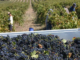 Rolf Binder Wines - Holiday Adelaide 0