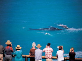 Whale Watching At Head Of Bight - Holiday Adelaide 0