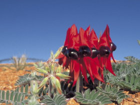 Alan Mclellan Lookout - Holiday Adelaide 0