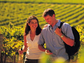 Lady Bay Vineyard - Holiday Adelaide 0