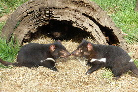 Wing's Wildlife Park - Holiday Adelaide 0