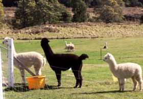 Maydena Country Cabins Accommodation & Alpaca Stud - Holiday Adelaide 0