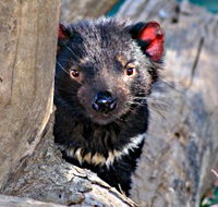 Trowunna Wildlife Sanctuary