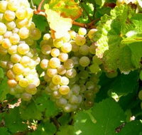 Winstead Vineyard - Holiday Adelaide