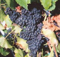 Darlington Vineyard - Holiday Adelaide