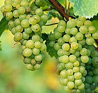 TP Vineyards - Holiday Adelaide