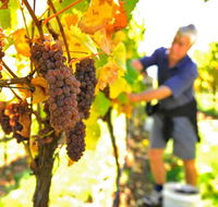 Native Point Wines - Holiday Adelaide