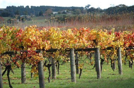 Apsley Gorge Vineyard - Holiday Adelaide 0