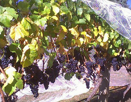 Palmara Vineyard - Holiday Adelaide 0