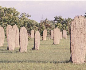 Magnetic Termite Mounds - Holiday Adelaide 0