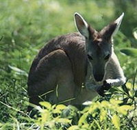 Tjaetaba Falls - Holiday Adelaide