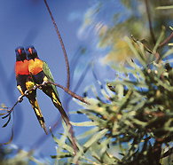 Wangi Falls Walk - Holiday Adelaide