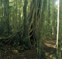 Lamington National Park Binna Burra Section - Holiday Adelaide