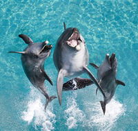 Sea World - Holiday Adelaide
