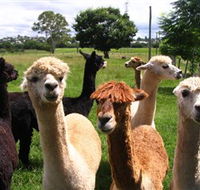 Banyandah Alpacas - Holiday Adelaide
