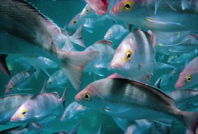 Wolf Rock Dive Site - Holiday Adelaide 0