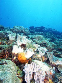 Mudjimba (Old Woman) Island Dive Site - Holiday Adelaide 0