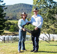 Hinterland Feijoas - Holiday Adelaide