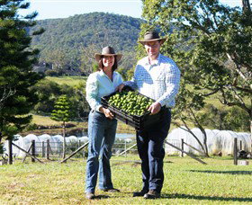 Hinterland Feijoas - Holiday Adelaide 0