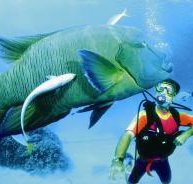 Turtle Bay Dive Site - Holiday Adelaide