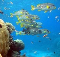 Coral Gardens Dive Site Flynn Reef - Holiday Adelaide