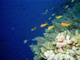 The Three Sisters Dive Site - Holiday Adelaide 0