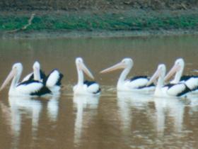 Pelican Point - Holiday Adelaide 0