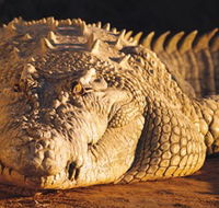 Koorana Crocodile Farm - Holiday Adelaide