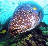Lady Musgrave Island Dive Sites - Holiday Adelaide