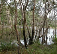 Mount Rooper Circuit and Swamp Bay Track - Holiday Adelaide